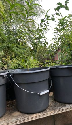 Apricot and peach trees