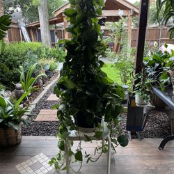 Pothos Plant 