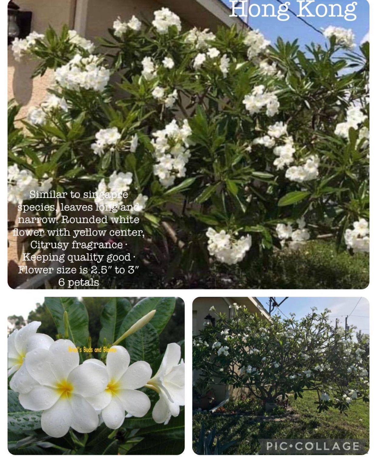 Hong Kong Plumeria seedling  3 years old 