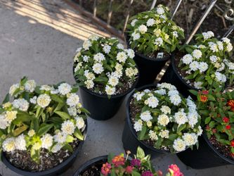 Lantanas 4 different colors 15$ each