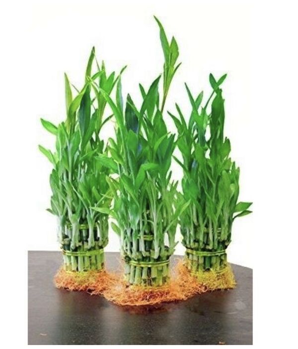 3 Tier (38 Stalks) Lucky Bamboo for Sale in Phoenix, AZ
