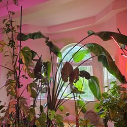 Selling Big "Giant Bird Of Paradise"