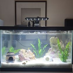 10 gallon fish tank