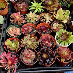 Aeoniums Aeonium Variegated Rare And Popular In 4in Pot 4 Plants For $35