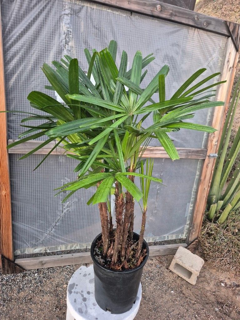 Raphis Palm Plant 12" Pot