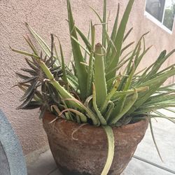  Aloe Vera Plant And Pot