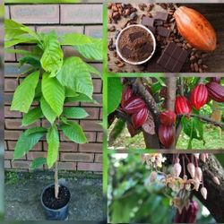 Cacao Airlayered Trees 7gal Arboles De Cacao Injertados 