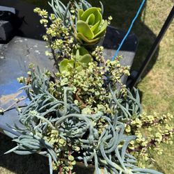 Succulents