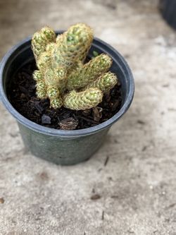 Mammillaria elongata - Lady Finger Cactus
