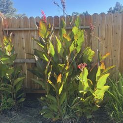 Canna Lilly Plants
