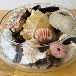 Glass Shell Terrarium w/Natural Shells, Sand Dollars, Crab Shells, Feathers, &Sand. 10”diameterX4”high.
