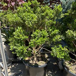 Japanese boxwood topiary bonsai 