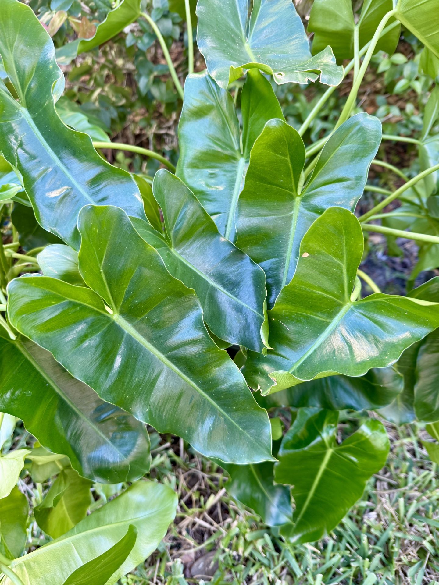 Philodendron Erubescens - palm city 34990