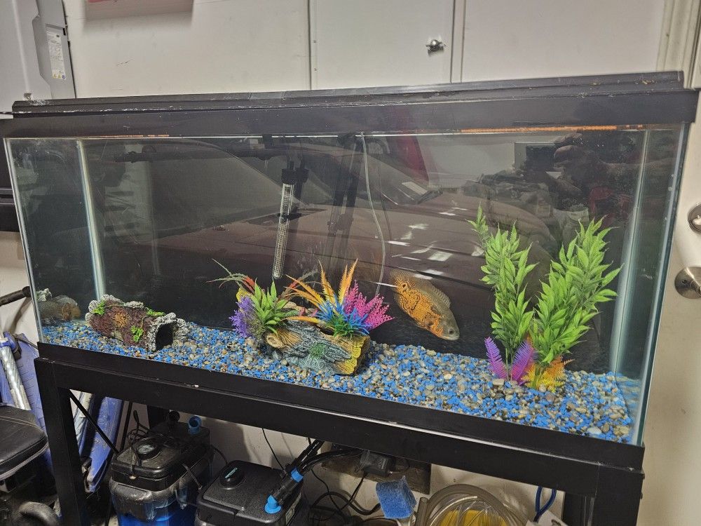 55 Gallon Fish Tank