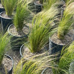 Drought Tolerant Grasses