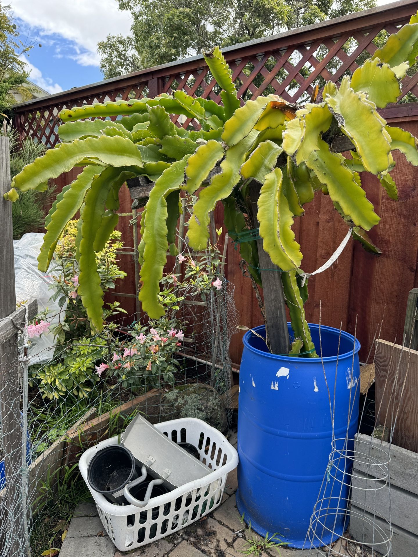 White Dragon Fruit Cuttings