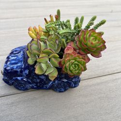 Succulent arrangement in a ceramic blue truck planter. Check profile for more plants 