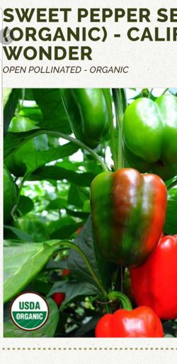SWEET PEPPER (ORGANIC) - CALIFORNIA WONDER plant