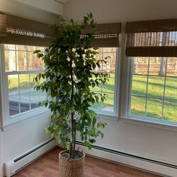 Accent Tree