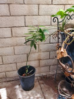 Avocado tree