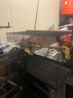 Bird cage