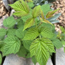 Live Healthy RASPBERRY Plant - Produces Berries In Early Summer