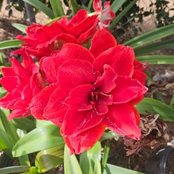 Amaryllis Plants