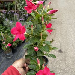 Dipladenia And Mandevilla Flower Plant