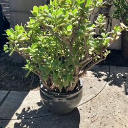 Large Jade Plant