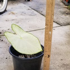 Caladium Plant,  White, Live 