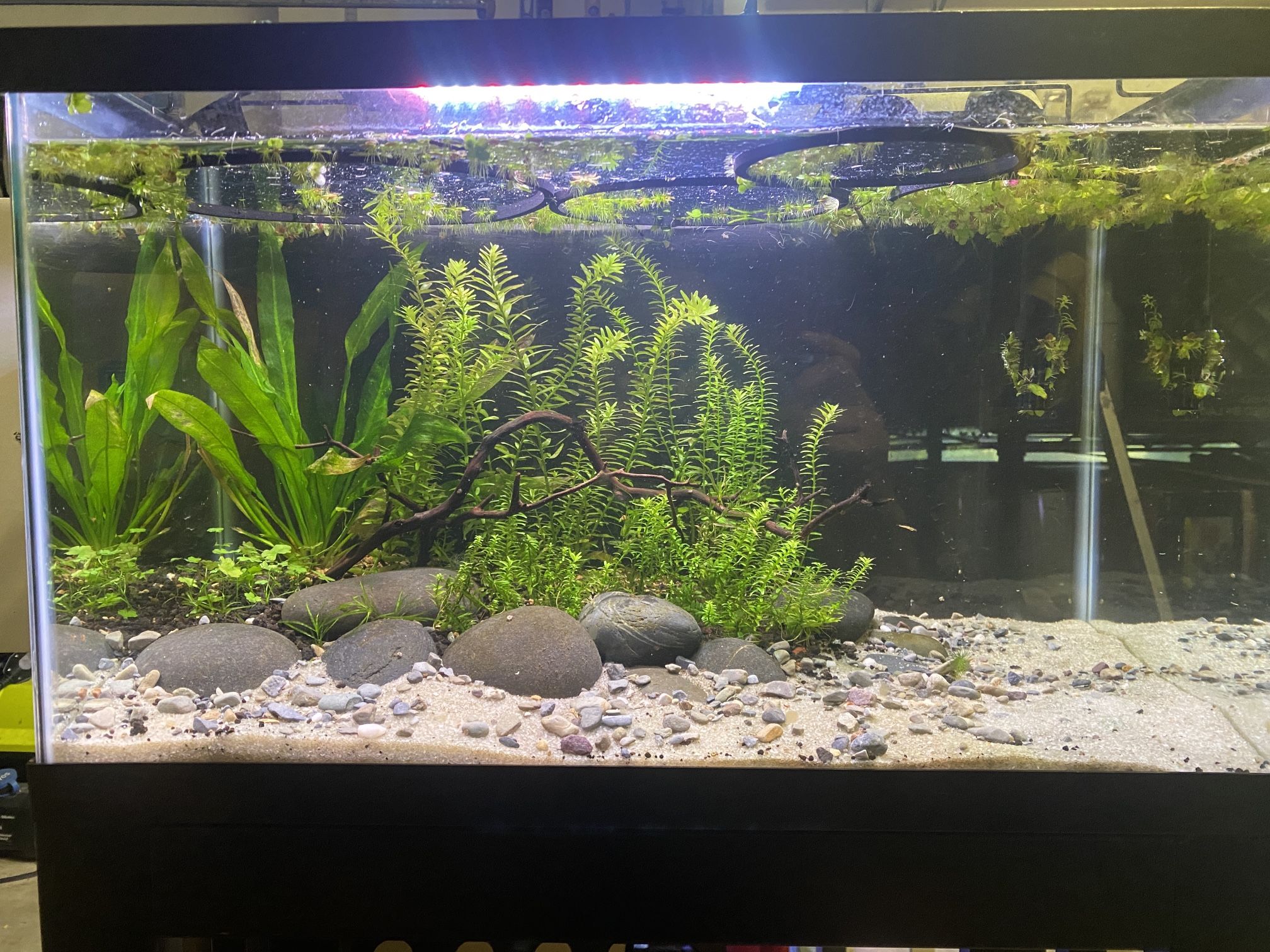 10 Gallon Aquascaped Planted Aquarium Fish Tank