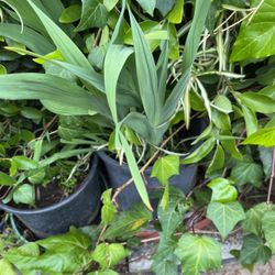 Bulbs In A Pot Ready To Bloom 
