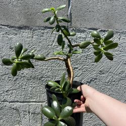 Jade Plant 
