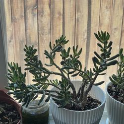 Gollum Jade Plant