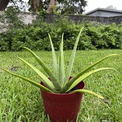 Organic Aloe Plants 