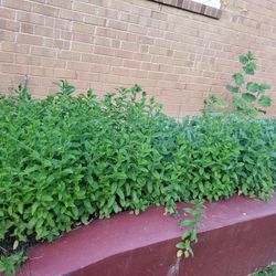 Healthy Mint Plants (3 Live Plants) For $15