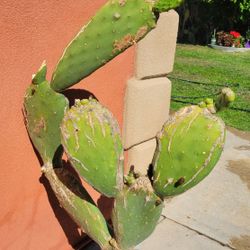 Cactus Plant