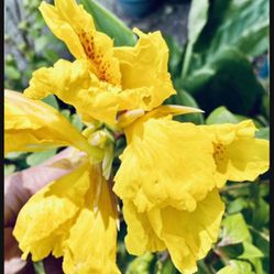Bright Yellow Flower Canna Plants