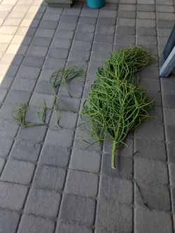 Fire Stick Clippings (FREE)