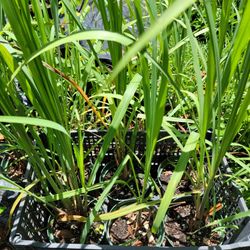 Lemon Grass Plants $5 & $10