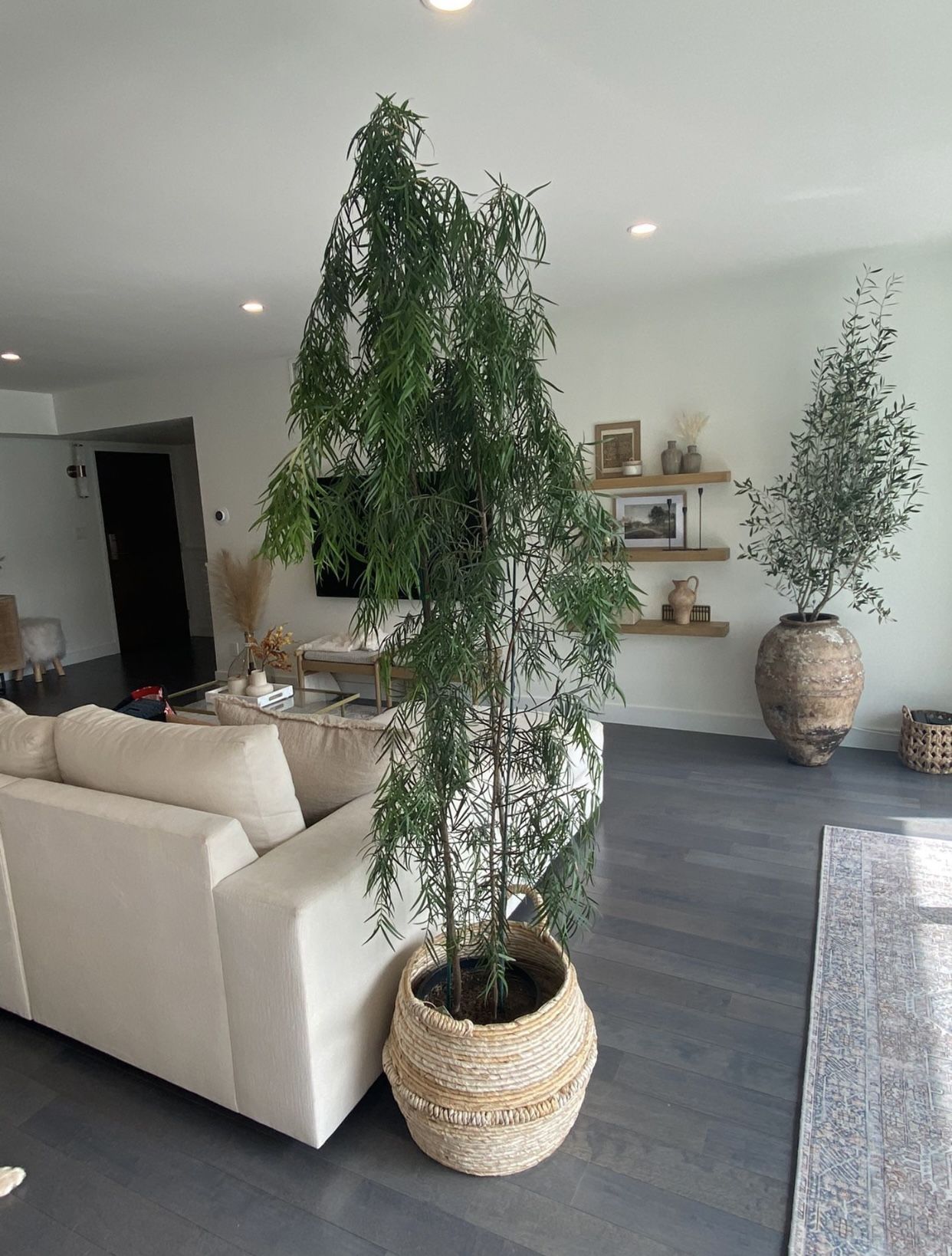 Bamboo Ficus Plant 7Ft