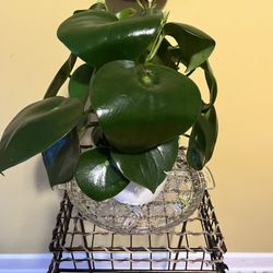 💧Raindrop (Philodendron) Plant💧