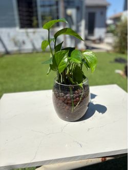 Pathos plant