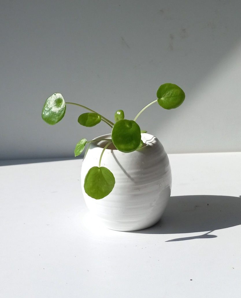 Lush Pilea Plant/ Chinese Money Plant/ House Plant/ Indoor Plant Succulent Flower Patio Garden 