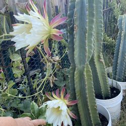 Plantas De Pitaya Ala Venta 