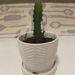 Petite (euphorbia trigona african milk tree) Cactus Plant In Glazed White Ceramic Pot