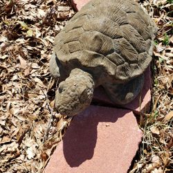 Concret Tortoise