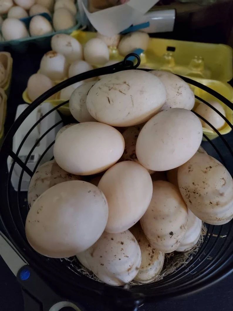 Mallard And Pecking Duck Eggs