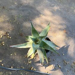 Plants For Sale