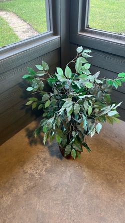 Ficus plant